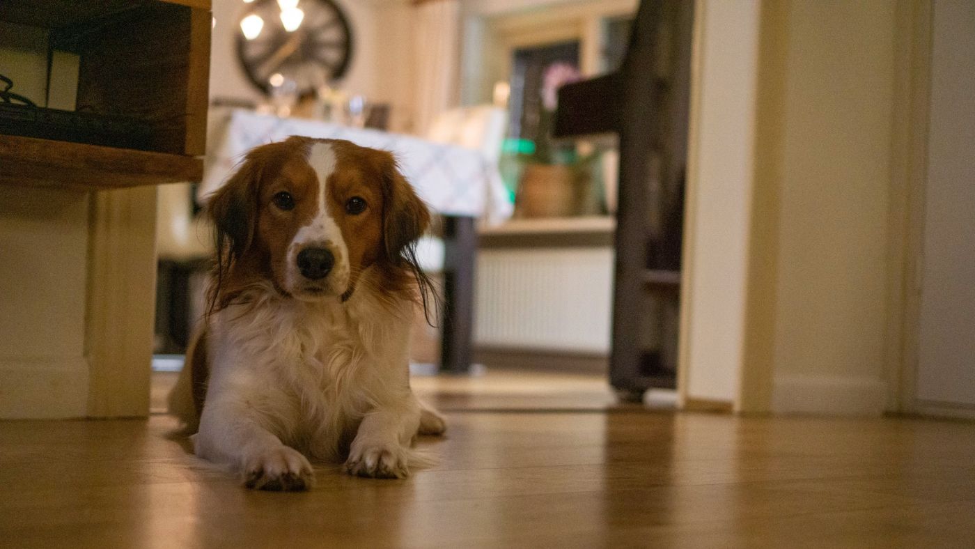 Pet-Friendly Flooring: The Best Scratch-Resistant Options for Dog Owners